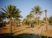 písek a palmy - typický výhled na Djerbě